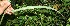  ( - BioBot11614)  @11 [ ] CreativeCommons - Attribution Non-Commercial Share-Alike (2010) Daniel H. Janzen Guanacaste Dry Forest Conservation Fund