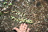  ( - BioBot11615)  @11 [ ] CreativeCommons - Attribution Non-Commercial Share-Alike (2010) Daniel H. Janzen Guanacaste Dry Forest Conservation Fund