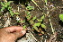  ( - BioBot11618)  @11 [ ] CreativeCommons - Attribution Non-Commercial Share-Alike (2010) Daniel H. Janzen Guanacaste Dry Forest Conservation Fund