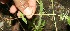  ( - BioBot11618)  @11 [ ] CreativeCommons - Attribution Non-Commercial Share-Alike (2010) Daniel H. Janzen Guanacaste Dry Forest Conservation Fund