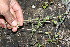  ( - BioBot11619)  @11 [ ] CreativeCommons - Attribution Non-Commercial Share-Alike (2010) Daniel H. Janzen Guanacaste Dry Forest Conservation Fund