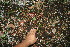  ( - BioBot11621)  @11 [ ] CreativeCommons - Attribution Non-Commercial Share-Alike (2010) Daniel H. Janzen Guanacaste Dry Forest Conservation Fund