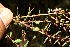  ( - BioBot11622)  @11 [ ] CreativeCommons - Attribution Non-Commercial Share-Alike (2010) Daniel H. Janzen Guanacaste Dry Forest Conservation Fund