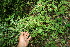 ( - BioBot11623)  @11 [ ] CreativeCommons - Attribution Non-Commercial Share-Alike (2010) Daniel H. Janzen Guanacaste Dry Forest Conservation Fund