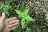  ( - BioBot11648)  @11 [ ] CreativeCommons - Attribution Non-Commercial Share-Alike (2010) Daniel H. Janzen Guanacaste Dry Forest Conservation Fund