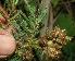  (Mimosa camporum - BioBot11654)  @11 [ ] CreativeCommons - Attribution Non-Commercial Share-Alike (2010) Daniel H. Janzen Guanacaste Dry Forest Conservation Fund