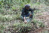  ( - BioBot11664)  @11 [ ] CreativeCommons - Attribution Non-Commercial Share-Alike (2010) Daniel H. Janzen Guanacaste Dry Forest Conservation Fund