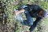 ( - BioBot11664)  @11 [ ] CreativeCommons - Attribution Non-Commercial Share-Alike (2010) Daniel H. Janzen Guanacaste Dry Forest Conservation Fund