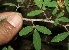  ( - BioBot11664)  @11 [ ] CreativeCommons - Attribution Non-Commercial Share-Alike (2010) Daniel H. Janzen Guanacaste Dry Forest Conservation Fund