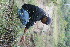  ( - BioBot11665)  @11 [ ] CreativeCommons - Attribution Non-Commercial Share-Alike (2010) Daniel H. Janzen Guanacaste Dry Forest Conservation Fund