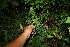  ( - BioBot11666)  @11 [ ] CreativeCommons - Attribution Non-Commercial Share-Alike (2010) Daniel H. Janzen Guanacaste Dry Forest Conservation Fund