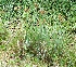  (Cyperus ligularis - BioBot11673)  @11 [ ] CreativeCommons - Attribution Non-Commercial Share-Alike (2010) Daniel H. Janzen Guanacaste Dry Forest Conservation Fund