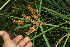  ( - BioBot11673)  @11 [ ] CreativeCommons - Attribution Non-Commercial Share-Alike (2010) Daniel H. Janzen Guanacaste Dry Forest Conservation Fund