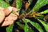  ( - BioBot11692)  @11 [ ] CreativeCommons - Attribution Non-Commercial Share-Alike (2010) Daniel H. Janzen Guanacaste Dry Forest Conservation Fund