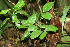  ( - BioBot11695)  @11 [ ] CreativeCommons - Attribution Non-Commercial Share-Alike (2010) Daniel H. Janzen Guanacaste Dry Forest Conservation Fund