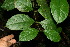  ( - BioBot11695)  @11 [ ] CreativeCommons - Attribution Non-Commercial Share-Alike (2010) Daniel H. Janzen Guanacaste Dry Forest Conservation Fund