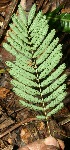  (Mimosa - BioBot11696)  @14 [ ] CreativeCommons - Attribution Non-Commercial Share-Alike (2010) Daniel H. Janzen Guanacaste Dry Forest Conservation Fund