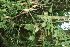  ( - BioBot11697)  @11 [ ] CreativeCommons - Attribution Non-Commercial Share-Alike (2010) Daniel H. Janzen Guanacaste Dry Forest Conservation Fund