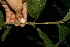  ( - BioBot11697)  @11 [ ] CreativeCommons - Attribution Non-Commercial Share-Alike (2010) Daniel H. Janzen Guanacaste Dry Forest Conservation Fund