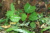  ( - BioBot11698)  @11 [ ] CreativeCommons - Attribution Non-Commercial Share-Alike (2010) Daniel H. Janzen Guanacaste Dry Forest Conservation Fund