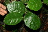  ( - BioBot11698)  @11 [ ] CreativeCommons - Attribution Non-Commercial Share-Alike (2010) Daniel H. Janzen Guanacaste Dry Forest Conservation Fund