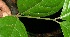  ( - BioBot11698)  @11 [ ] CreativeCommons - Attribution Non-Commercial Share-Alike (2010) Daniel H. Janzen Guanacaste Dry Forest Conservation Fund