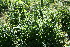  (Salvia A.guadamuz284 - BioBot11699)  @11 [ ] CreativeCommons - Attribution Non-Commercial Share-Alike (2010) Daniel H. Janzen Guanacaste Dry Forest Conservation Fund