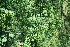  ( - BioBot11699)  @11 [ ] CreativeCommons - Attribution Non-Commercial Share-Alike (2010) Daniel H. Janzen Guanacaste Dry Forest Conservation Fund