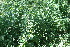  ( - BioBot11700)  @11 [ ] CreativeCommons - Attribution Non-Commercial Share-Alike (2010) Daniel H. Janzen Guanacaste Dry Forest Conservation Fund