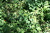  ( - BioBot11701)  @11 [ ] CreativeCommons - Attribution Non-Commercial Share-Alike (2010) Daniel H. Janzen Guanacaste Dry Forest Conservation Fund