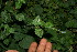  ( - BioBot11701)  @11 [ ] CreativeCommons - Attribution Non-Commercial Share-Alike (2010) Daniel H. Janzen Guanacaste Dry Forest Conservation Fund