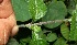  (Salvia occidentalis - BioBot11701)  @11 [ ] CreativeCommons - Attribution Non-Commercial Share-Alike (2010) Daniel H. Janzen Guanacaste Dry Forest Conservation Fund