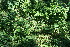  ( - BioBot11702)  @11 [ ] CreativeCommons - Attribution Non-Commercial Share-Alike (2010) Daniel H. Janzen Guanacaste Dry Forest Conservation Fund