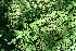  ( - BioBot11703)  @11 [ ] CreativeCommons - Attribution Non-Commercial Share-Alike (2010) Daniel H. Janzen Guanacaste Dry Forest Conservation Fund