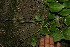  ( - BioBot11711)  @11 [ ] CreativeCommons - Attribution Non-Commercial Share-Alike (2010) Daniel H. Janzen Guanacaste Dry Forest Conservation Fund