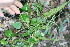  ( - BioBot11712)  @11 [ ] CreativeCommons - Attribution Non-Commercial Share-Alike (2010) Daniel H. Janzen Guanacaste Dry Forest Conservation Fund