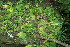  ( - BioBot11713)  @11 [ ] CreativeCommons - Attribution Non-Commercial Share-Alike (2010) Daniel H. Janzen Guanacaste Dry Forest Conservation Fund
