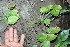  ( - BioBot11713)  @11 [ ] CreativeCommons - Attribution Non-Commercial Share-Alike (2010) Daniel H. Janzen Guanacaste Dry Forest Conservation Fund