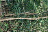  (Euphorbia colletioides - BioBot11721)  @11 [ ] CreativeCommons - Attribution Non-Commercial Share-Alike (2010) Daniel H. Janzen Guanacaste Dry Forest Conservation Fund