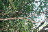  ( - BioBot11721)  @11 [ ] CreativeCommons - Attribution Non-Commercial Share-Alike (2010) Daniel H. Janzen Guanacaste Dry Forest Conservation Fund