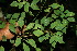  ( - BioBot11721)  @11 [ ] CreativeCommons - Attribution Non-Commercial Share-Alike (2010) Daniel H. Janzen Guanacaste Dry Forest Conservation Fund