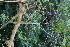  ( - BioBot11722)  @11 [ ] CreativeCommons - Attribution Non-Commercial Share-Alike (2010) Daniel H. Janzen Guanacaste Dry Forest Conservation Fund