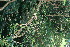  ( - BioBot11724)  @11 [ ] CreativeCommons - Attribution Non-Commercial Share-Alike (2010) Daniel H. Janzen Guanacaste Dry Forest Conservation Fund