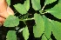  ( - BioBot11724)  @11 [ ] CreativeCommons - Attribution Non-Commercial Share-Alike (2010) Daniel H. Janzen Guanacaste Dry Forest Conservation Fund