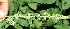  ( - BioBot11728)  @11 [ ] CreativeCommons - Attribution Non-Commercial Share-Alike (2010) Daniel H. Janzen Guanacaste Dry Forest Conservation Fund