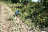  ( - BioBot11740)  @11 [ ] CreativeCommons - Attribution Non-Commercial Share-Alike (2010) Daniel H. Janzen Guanacaste Dry Forest Conservation Fund