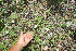  ( - BioBot11740)  @11 [ ] CreativeCommons - Attribution Non-Commercial Share-Alike (2010) Daniel H. Janzen Guanacaste Dry Forest Conservation Fund