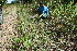  ( - BioBot11741)  @11 [ ] CreativeCommons - Attribution Non-Commercial Share-Alike (2010) Daniel H. Janzen Guanacaste Dry Forest Conservation Fund