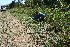  ( - BioBot11742)  @11 [ ] CreativeCommons - Attribution Non-Commercial Share-Alike (2010) Daniel H. Janzen Guanacaste Dry Forest Conservation Fund