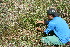  ( - BioBot11746)  @11 [ ] CreativeCommons - Attribution Non-Commercial Share-Alike (2010) Daniel H. Janzen Guanacaste Dry Forest Conservation Fund